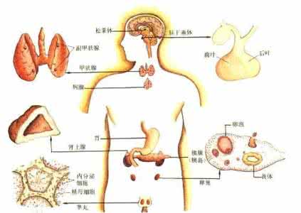 雄性激素 吃什么可以软化血管，缺乏雄性激素，激素不平衡怎么办