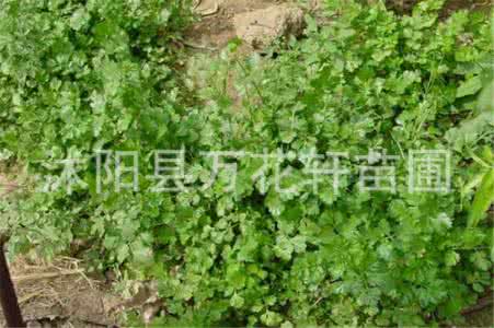 春播蔬菜 盆栽蔬菜春播品种