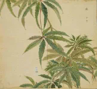 大车诗经 丘中有麻