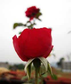 宜兴玫瑰学会 学会欣赏 学会欣赏 “有刺的玫瑰”