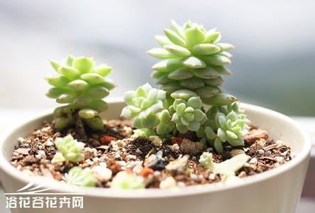 多肉植物种植 【多肉植物种植记—2013年4月】两个月雨季的绿色肉肉们