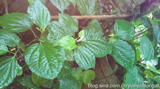 菠萝黑腐病 药用植物菠萝黑腐病