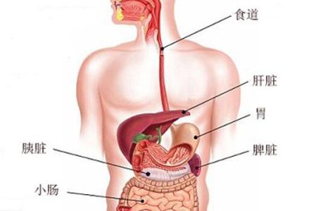 肝在人体内的位置图 肝在哪个位置图？人体右上腹！