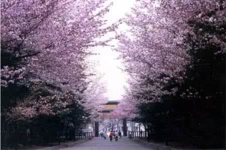 日本樱花季节 好去处 | 又到日本樱花季，你需要这份攻略去享受春天