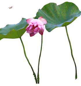 七月份去哪里旅游最好 七月适合去哪里旅游 【花的分类】适合七月养的花有哪些
