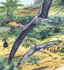 郝氏计测玻片 秀丽郝氏翼龙