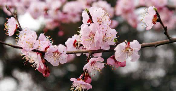 平谷桃花节线路 2015平谷桃花节赏花线路推荐