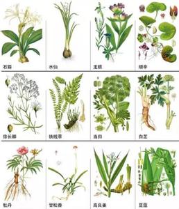 治疗咽喉炎的中草药 治咽炎的传世中医秘方 几种常见中草药妙用分享