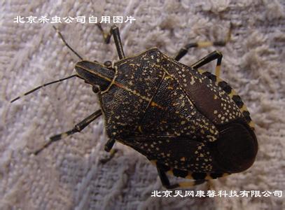 椿象吃什么 椿象吃什么?
