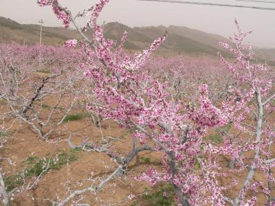 乱桃花 乱桃花 乱桃花和烂桃花不一样