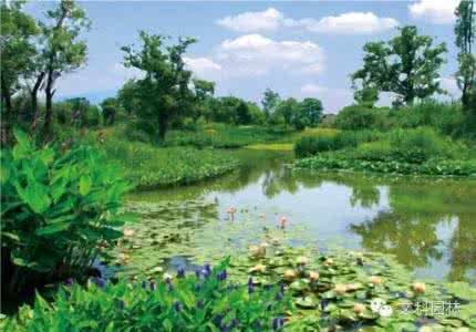 出行手册设计要点 【文科设计手册】主要绿化分类种植要点──水生植物栽植