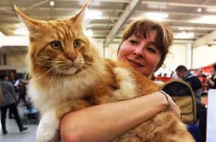 我是一只猫 世界最大的猫：不小心从一只猫，养成了一头猫