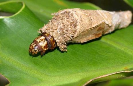 怎么消除蓑蛾幼虫 蓑蛾