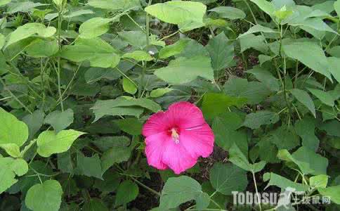 芙蓉葵的种植方法 芙蓉葵怎么种 芙蓉葵的种植方法