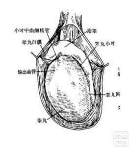 睾丸下垂是什么原因 睾丸是什么