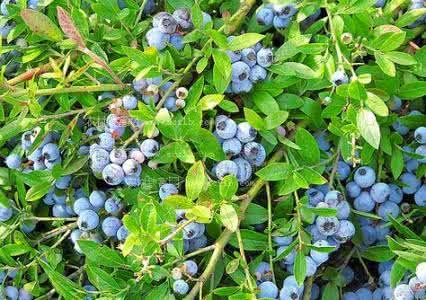 吊兰居然有这么多种 吊兰居然有这么多种 果类 小小一颗蓝莓居然能防治这么多疾病 长知识了