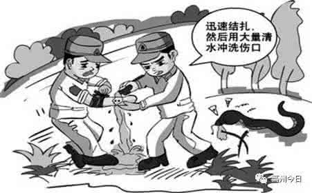 被毒蛇咬伤 户外被毒蛇咬伤要如何自救