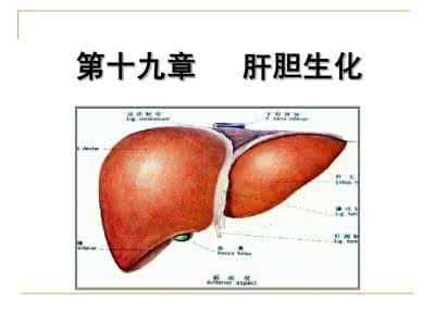 肝胆清道夫 肝胆清道夫 在线阅读