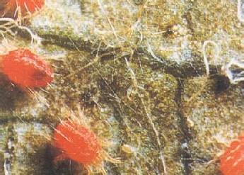 山楂叶螨 药用植物害虫山楂叶螨