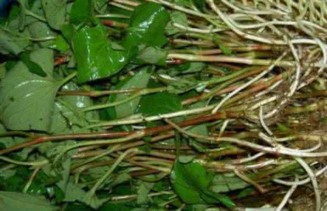 鱼腥草的功效与作用 鱼腥草的功效与作用及食用方法 鱼腥草的功效与作用 抗菌利尿增强免疫力