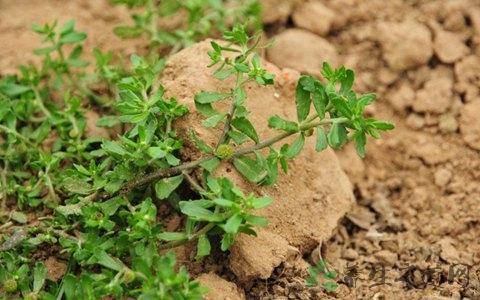 鹅不食草细辛辛夷配制 细辛 辛夷 鹅不食草 鹅不食草细辛打面治鼻炎胜专家
