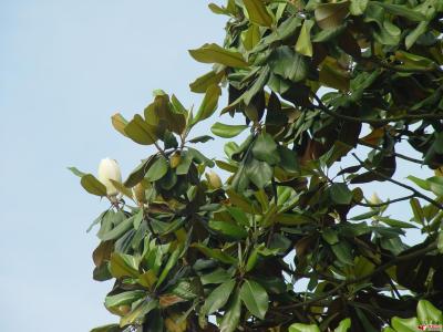 广玉兰课文 广玉兰 广玉兰课文
