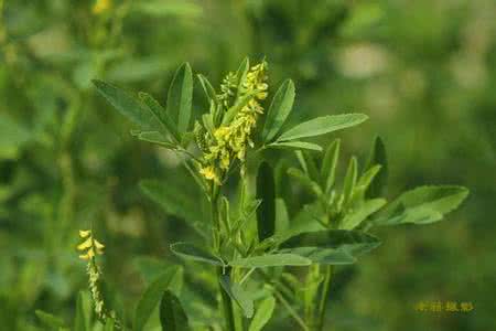 草木犀流浸液片 草木犀