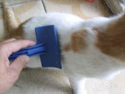 猫毛对人体的危害 猫毛怎么清理