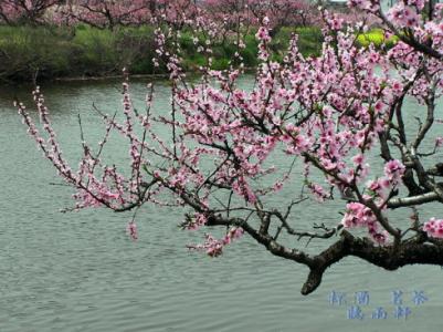 春风十里桃花开 你有桃花十里 何愁春风不至