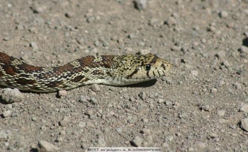 响尾蛇导弹的故事 巨蟒与响尾蛇故事