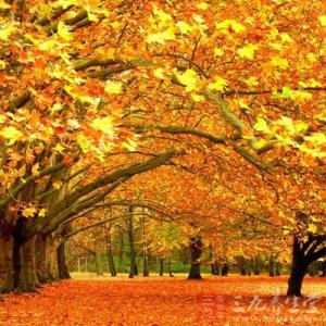 秋分养生 秋分养生二三事