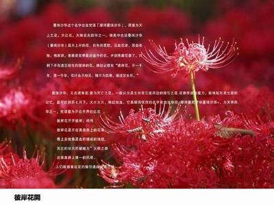 曼珠沙华的花语是什么 曼珠沙华花语 曼珠沙华的花语是什么 曼珠沙华的花语代表什么