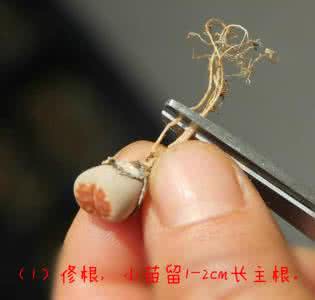 生石花播种步骤说明 生石花栽种说明
