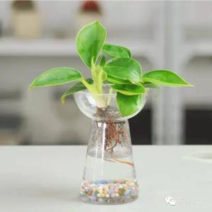 水培植物怎么养 绝技 | 植物达人教你养好水培植物的要点和窍门