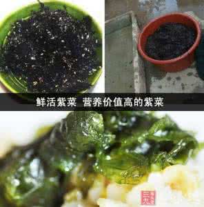 紫菜营养价值及功效 紫菜有什么营养价值和功效