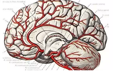 小腿内侧肌肉锻炼 小腿连着脑心肝!炼腿5分钟,远离痴呆、中风、心脏病,收藏~?