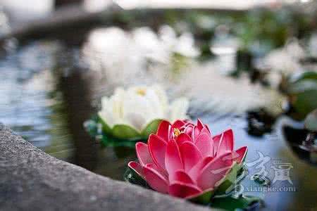 一日禅集锦经典 一日禅集锦(1311)
