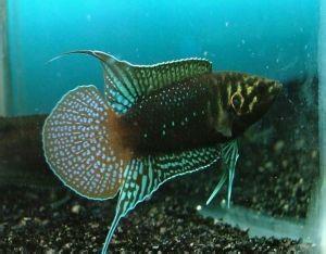 圆尾斗鱼什么价格 圆尾斗鱼