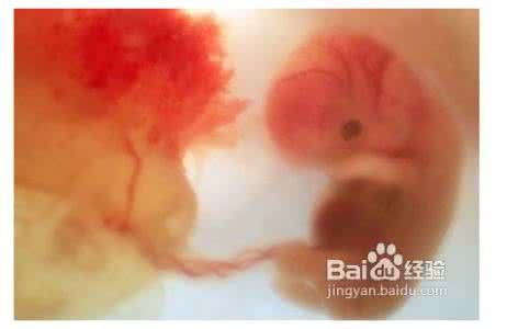 怀孕三个月胎儿性别 怀孕16天便可知胎儿性别