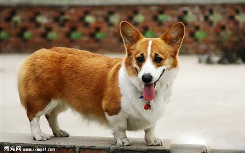 如何在家训练柯基犬 柯基犬的训练