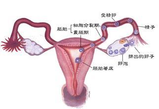 排卵障碍可以自愈么 什么是排卵障碍