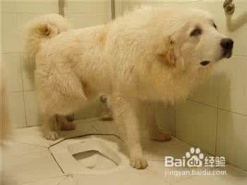 训练狗狗大小便最有效 怎样训练狗狗大小便