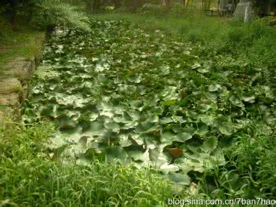 客厅绿植摆放效果图 农村泛滥成灾的水葫芦，成为绿植客心中养殖的宝贝！