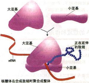 核糖体的功能 核糖体