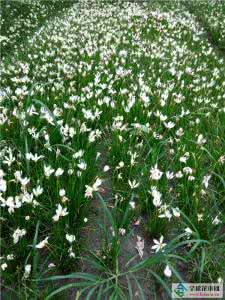 白花葱兰 白花葱兰 【白花葱兰】白花葱兰的花语与种植