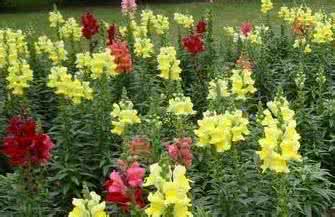 草本花卉种子 草本花卉种子贮藏和技术