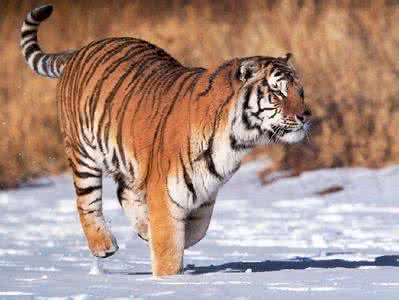 东北虎秒杀狮子 东北虎