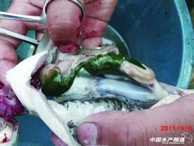 草鱼肝胆综合症 草鱼肝胆综合症 女子生吃草鱼胆 伤了肝和肾