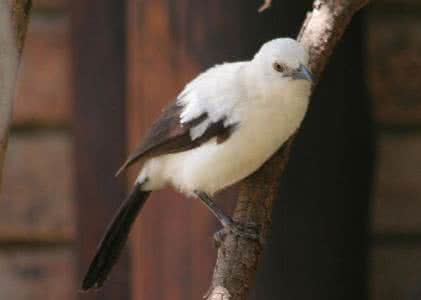 叉尾卷尾鸟 阴谋家 鸟类阴谋家：叉尾卷尾的骗术世界