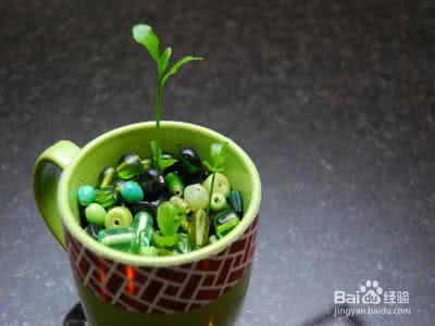 柠檬籽怎么种小盆栽 【家庭小盆栽】柠檬盆栽